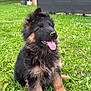 animal, canine, cute, dog, domestic_animal, ears_up, fur, german_shepherd, grass, greenery, happy, mammal, nature, outdoor, pet, playful, puppy, sitting, tongue_out, young