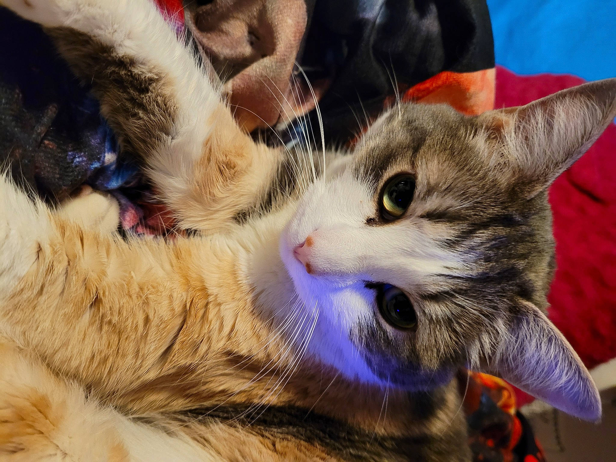 Snuggles joined the competition — help win amazing prizes! carnivore, cat, claw, close_up, comfort, domestic_short_haired_cat, ear, felidae, fur, love, mammal, nap, paw, small_to_medium_sized_cats, snout, tail, tree, vertebrate, whiskers, wildlife