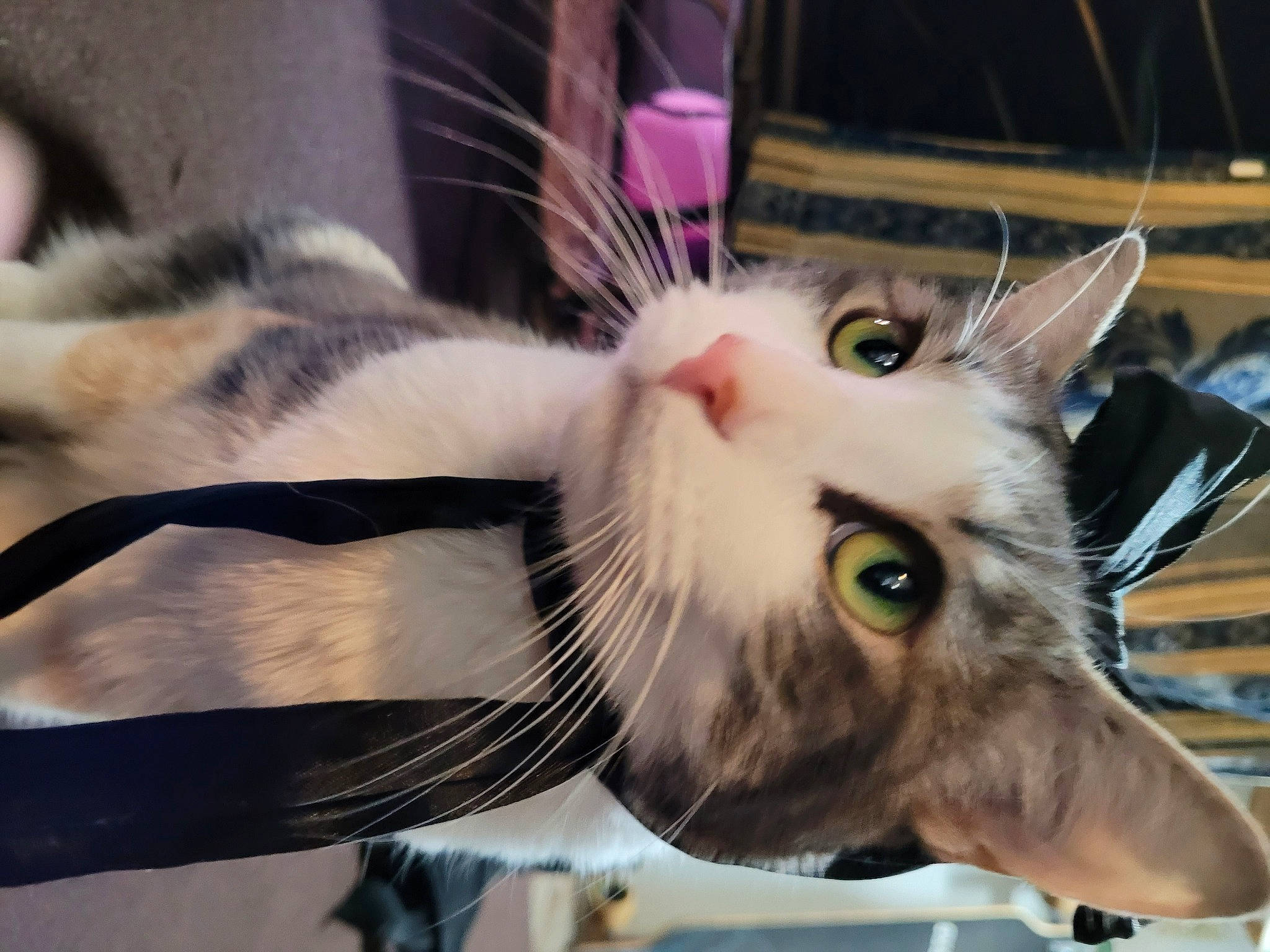 Snuggles is registered to the contest to win money with this photo: carnivore, cat, claw, collar, domestic_short_haired_cat, fang, felidae, fur, mammal, paw, small_to_medium_sized_cats, snout, tail, whiskers