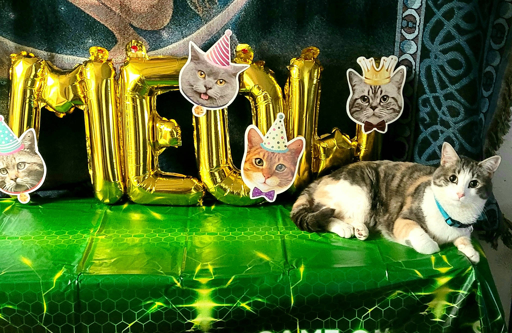 Snuggles is registered to the contest to win money with this photo: art, cat, domestic_short_haired_cat, event, felidae, fur, graphics, grass, illustration, light, lighting, mythical_creature, organism, plant, recreation, small_to_medium_sized_cats, tail, whiskers, wildlife, yellow