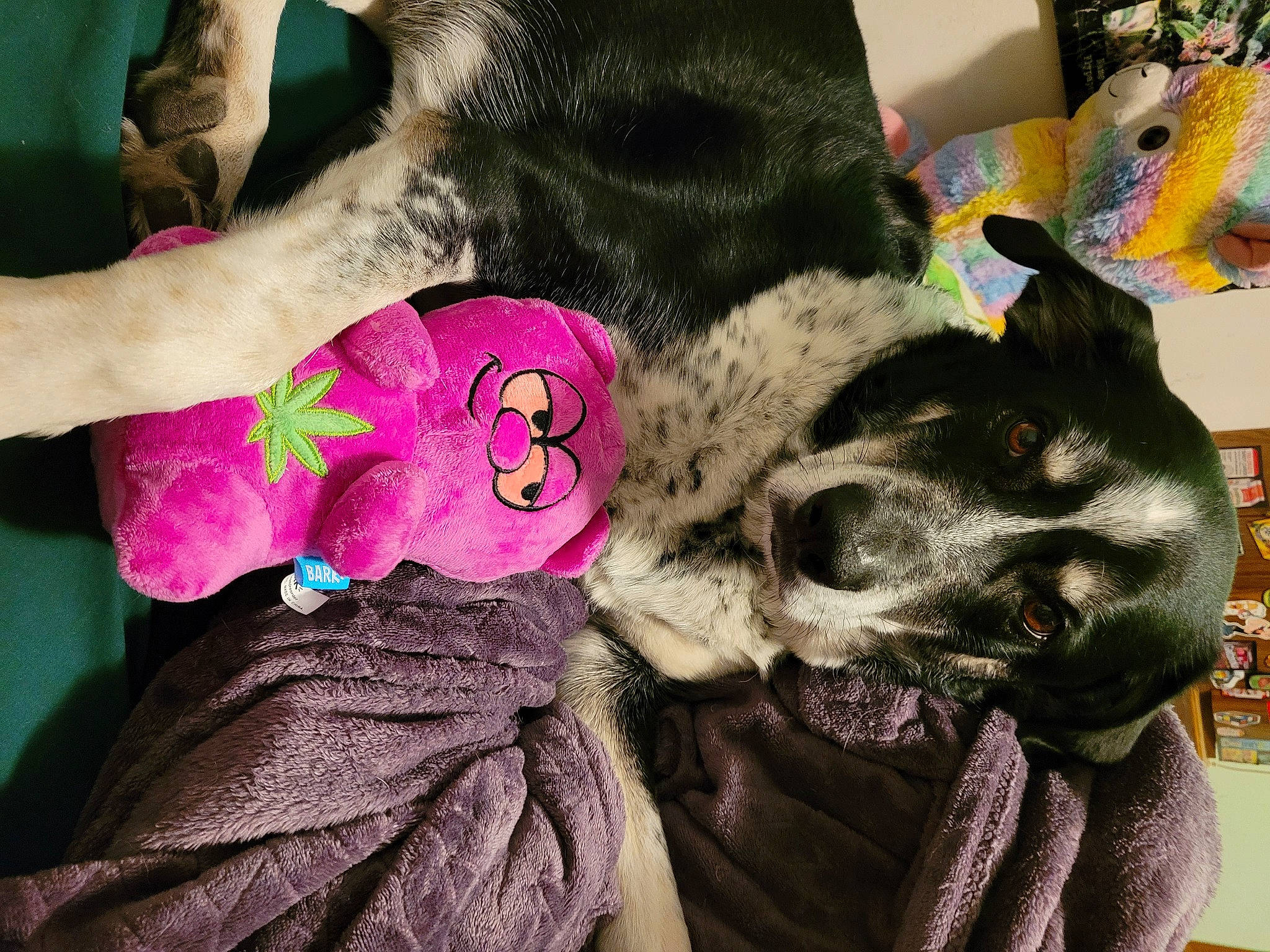 Racer is registered to the contest to win money with this photo: cap, carnivore, companion_dog, costume_hat, dog, dog_breed, fawn, felidae, fur_clothing, glove, headgear, magenta, pink, sleeve, small_to_medium_sized_cats, snout, sunglasses, toy, whiskers, wrist