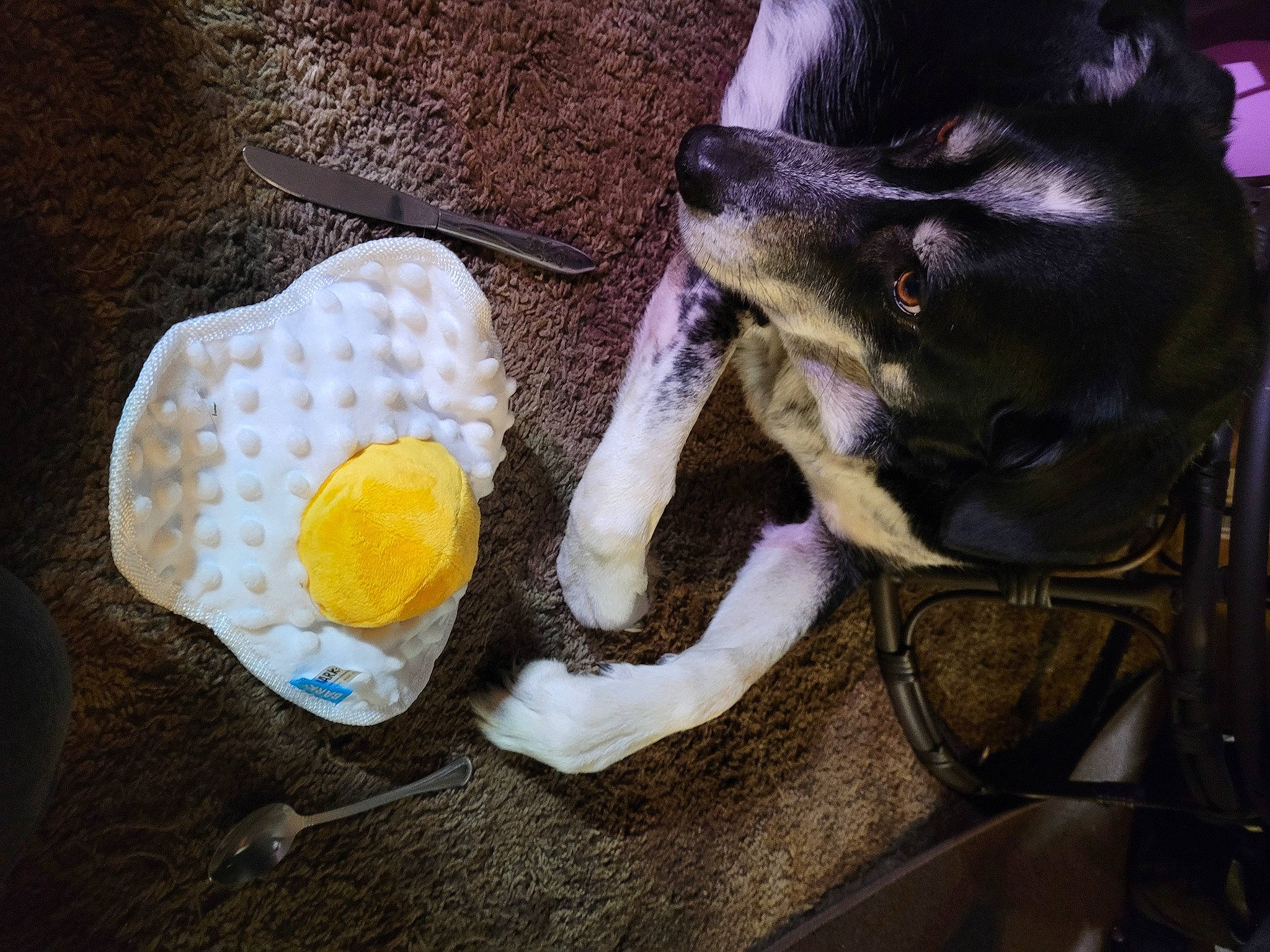 Racer is registered to the contest to win money with this photo: chihuahua, citrus, comfort_food, companion_dog, dog, dog_breed, egg_white, egg_yolk, fruit, fur, ingredient, lemon, paw, pet_supply, recipe, schnauzer, toy_dog, vegetable, whiskers, working_animal