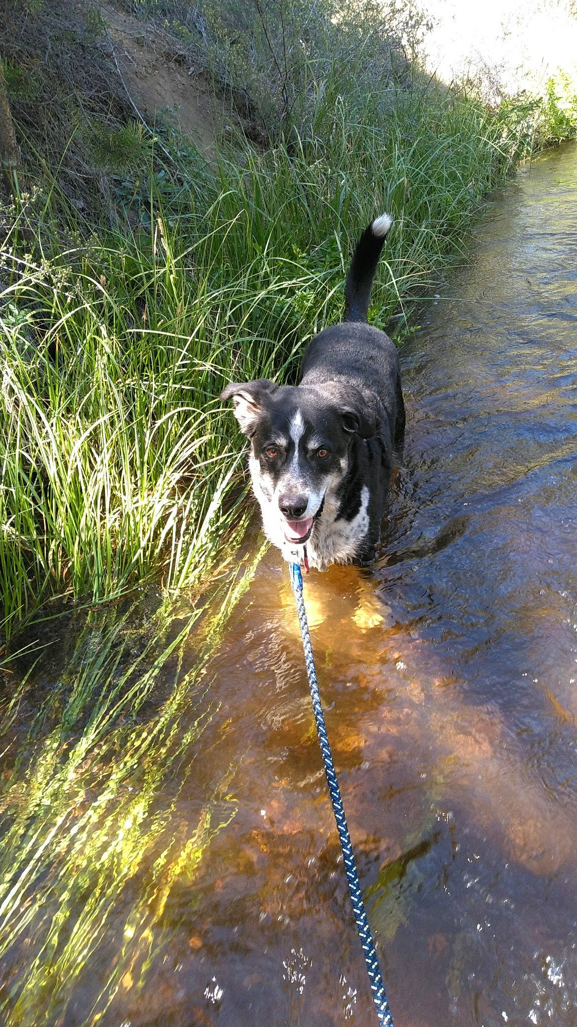 Racer is registered to the contest to win money with this photo: adventure, canidae, carnivore, collar, companion_dog, dog, dog_breed, dog_collar, grass, herding_dog, leash, plant, recreation, soil, sporting_group, tail, walking, water, working_animal, working_dog