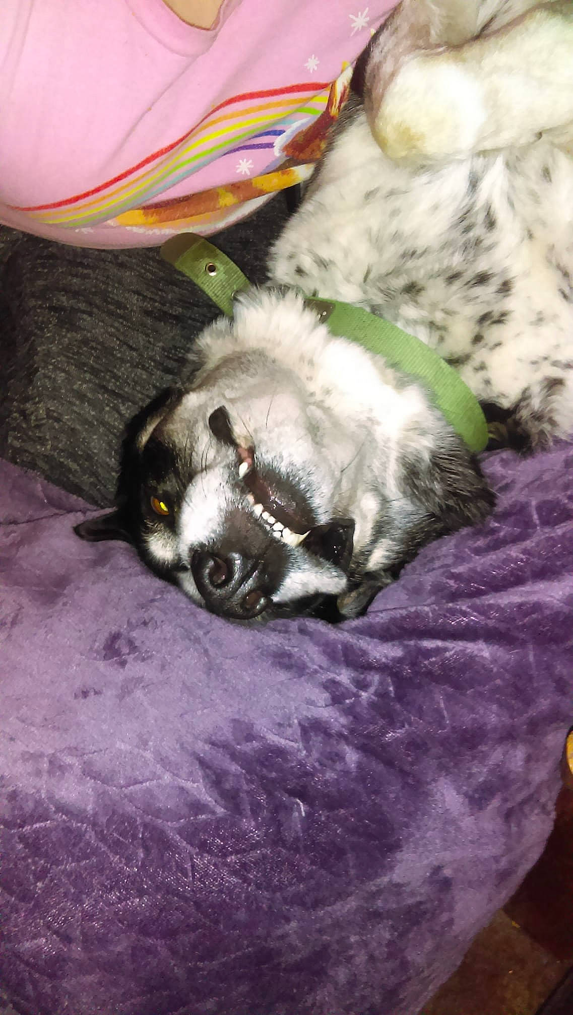 Racer joined the competition — help win amazing prizes! canidae, carnivore, comfort, companion_dog, dog, dog_breed, fawn, felidae, fur, grey, linens, magenta, nap, paw, puppy, snout, sporting_group, tail, whiskers, working_animal