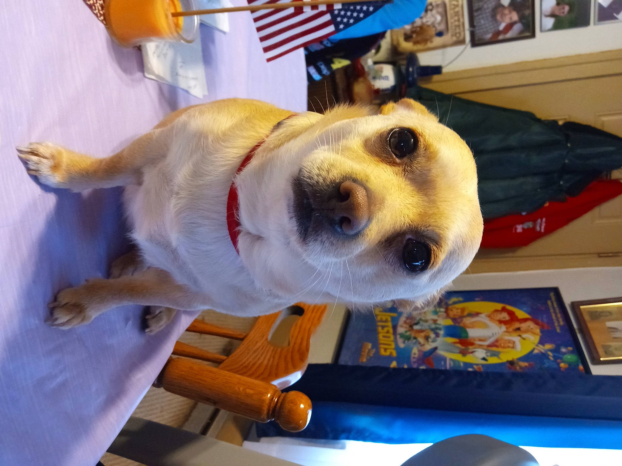 Taco joined the competition — help win amazing prizes! aircraft, canidae, carnivore, collar, companion_dog, dog, dog_breed, dog_collar, dog_supply, ear, fawn, fur, jaw, non_sporting_group, retriever, selfie, snout, sporting_group, whiskers, working_animal