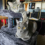 Grayson joined the competition — help win amazing prizes! adult_cat, cat_tree, cats, ears, feline, fur, gray_cats, green_eyes, home, indoor, kitten, living_room, lounging, pet, portrait, sitting, speakers, television, whiskers, yellow_eyes