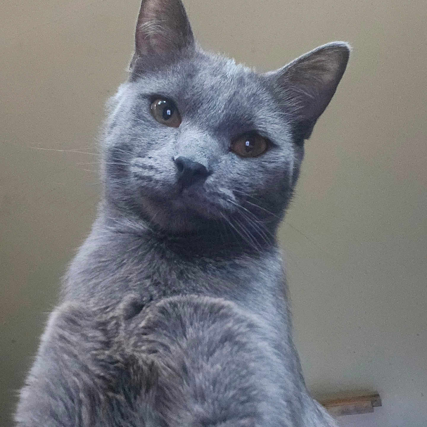 Grayson joined the competition — help win amazing prizes! cat, gray_cat, feline, close_up, indoor, curious, portrait, pet, fur, whiskers, ears, animal, looking_down, cute, domestic_animal, soft_texture, face, eyes, head_tilt, house