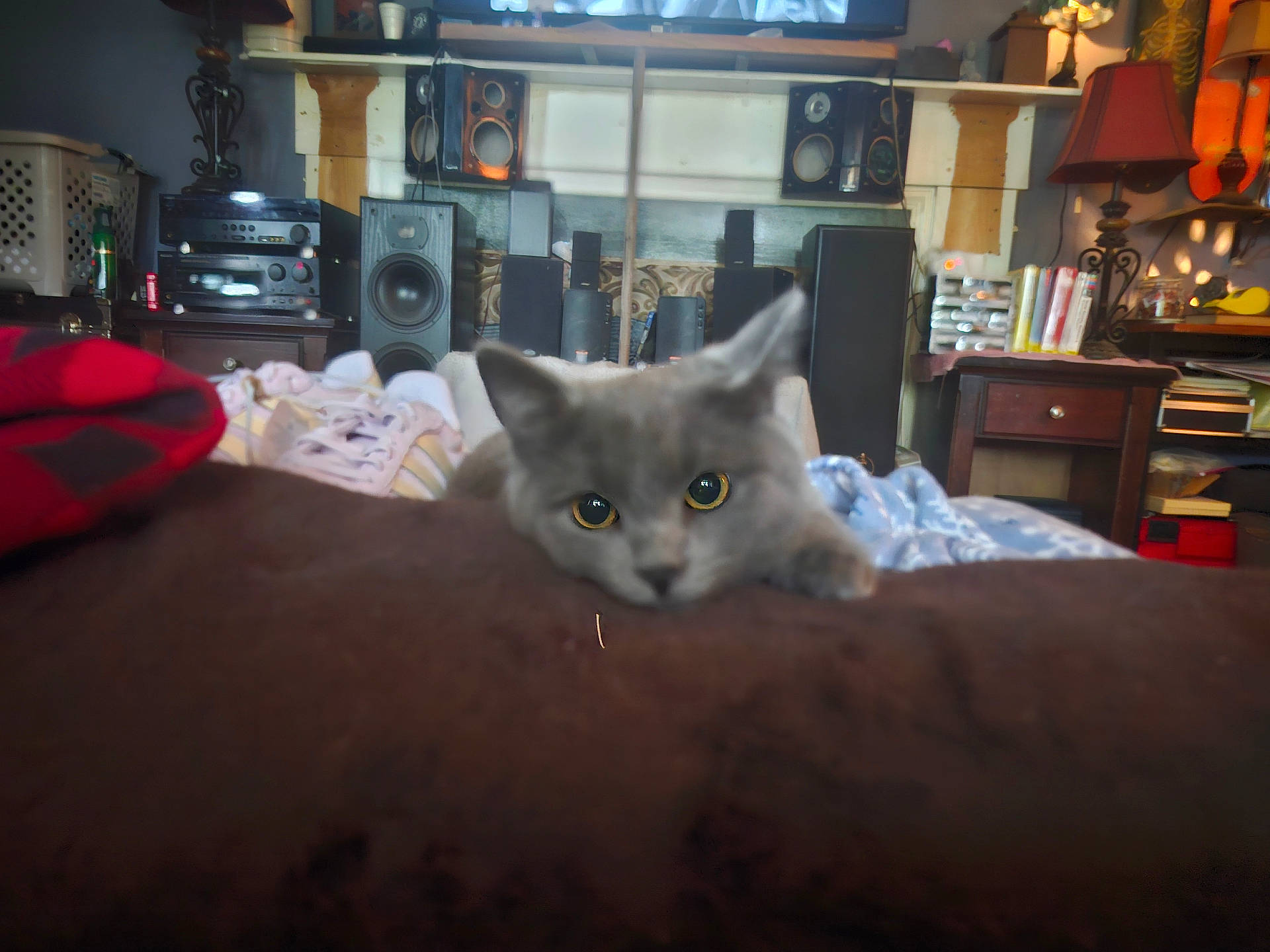 Grayson is registered to the contest to win money with this photo: blanket, brown_surface, cat, closeup, cozy, curious, domestic, electronics, eyes, focus, furniture, gray_cat, household_items, indoor, lamp, living_room, pet, relaxed, speaker, table
