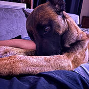 Tiboy participe au concours pour gagner de l'argent avec cette photo : dog, close_up, indoor, resting, brown_fur, person_arm, furniture, sofa, curtain, soft_lighting, pet, animal, companion, relaxed, cozy, domestic, portrait, side_view, canine, home