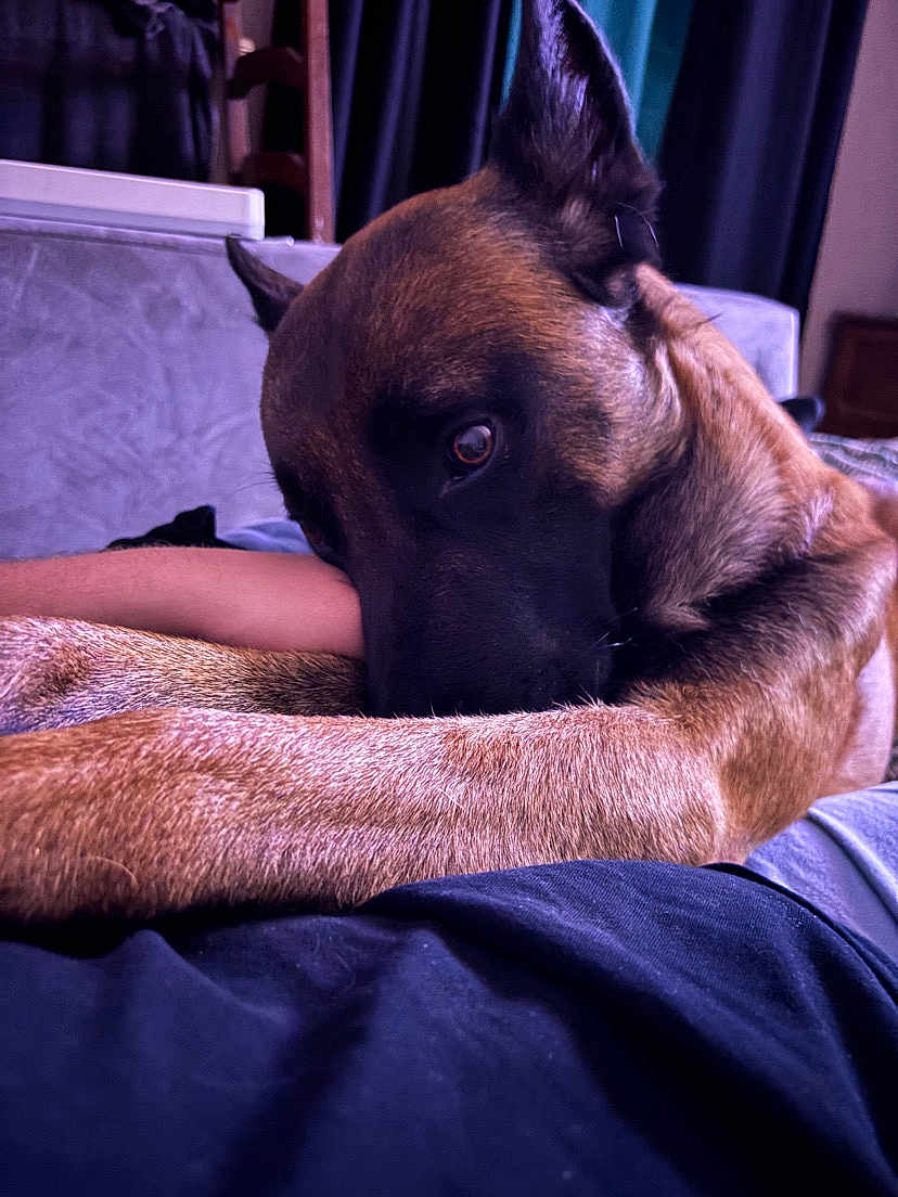 Tiboy participe au concours pour gagner de l'argent avec cette photo : dog, close_up, indoor, resting, brown_fur, person_arm, furniture, sofa, curtain, soft_lighting, pet, animal, companion, relaxed, cozy, domestic, portrait, side_view, canine, home