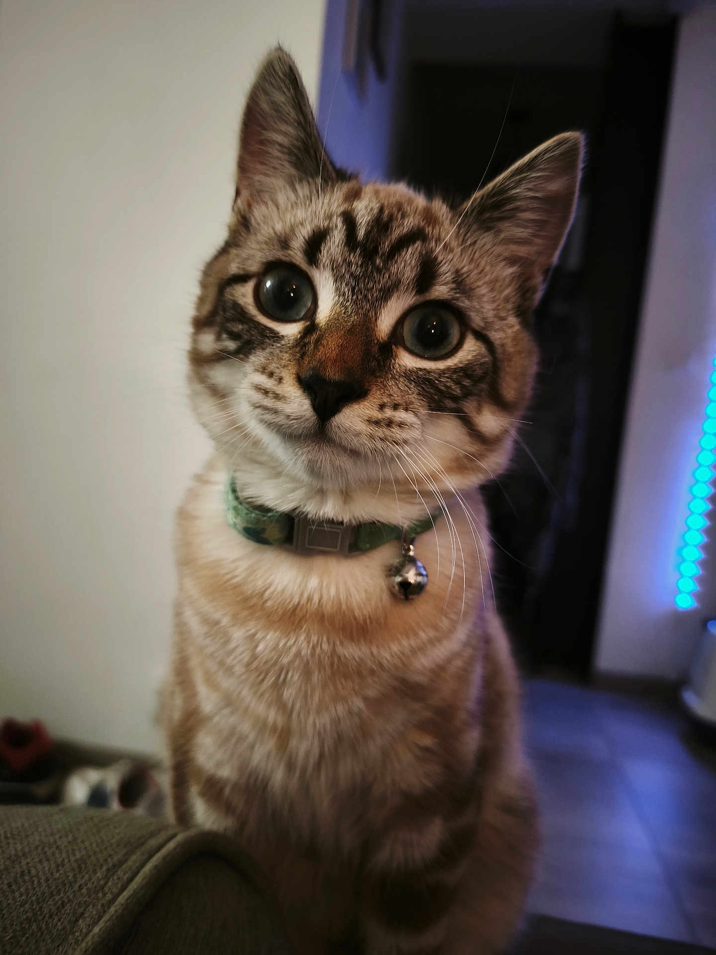Moon participe au concours pour gagner de l'argent avec cette photo : cat, indoor, pet, close_up, collar, bell, curious, feline, tabby, whiskers, ears, face, fur, animal, domestic, looking, sitting, eyes, portrait, cute