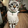 Moon a rejoint le concours — aidez-le/la à gagner de superbes lots ! cat, blue_eyes, collar, bell, wooden_table, indoor, furniture, chair, lamp, curious, pet, animal, tabby, whiskers, ears, face, paws, domestic, home, cute