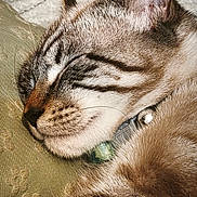 Moon a rejoint le concours — aidez-le/la à gagner de superbes lots ! cat, sleeping, close_up, striped_fur, collar, bell, green_tag, whiskers, ear, nose, feline, resting, cozy, soft_surface, pet, animal, cute, fur, peaceful, indoor