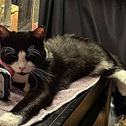 Midnight Heard joined the competition — help win amazing prizes! animal, black_and_white, black_background, cat, closeup, domestic_cat, feline, fur, indoor, lounging, pet, phone, reflection, relaxed, resting, table, towel, tuxedo_cat, whiskers, white_paws