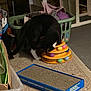Midnight Heard joined the competition — help win amazing prizes! animal, ball, black_and_white_cat, carpet, cat, clothes, curious, domestic, floor, furniture, household_items, indoor, kitten, laundry_basket, pet, pet_toy, playful, room, scratching_board, toy