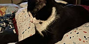 Midnight Heard is registered to the contest to win money with this photo: animal, bedroom, black_and_white, blanket, cartoon, cat, colorful, couch, cozy, curious, domestic, electronics, feline, indoor, paws, pet, remote_control, resting, soft_lighting, television