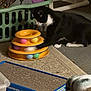 Midnight Heard is registered to the contest to win money with this photo: animal, ball, black_and_white, carpet, cat, colorful, curious, domestic, feline, floor, household, indoor, laundry_basket, multi_level_toy, paw, pet, playful, relaxed, scratching_board, toy