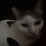 Precious joined the competition — help win amazing prizes! animal, calm, cat, closeup, dark, ears, feline, fur, gray, indoor, muzzle, pet, portrait, quiet, resting, shadow, sleepy, soft, whiskers, white