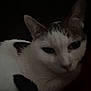 animal, calm, cat, closeup, dark, ears, feline, fur, gray, indoor, muzzle, pet, portrait, quiet, resting, shadow, sleepy, soft, whiskers, white