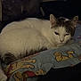animal, background, cartoon_print, cat, closeup, cozy, cute, dim_light, domestic, feline, fur, indoor, mysterious, pet, pillow, quiet, resting, sleeping, white_cat, wolf_image