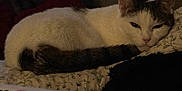 Precious is registered to the contest to win money with this photo: animal, bed, cat, cozy, dim_light, domestic_animal, feline, fur, home, indoor, patterned_bedspread, pet, pillow, quiet, quiet_moment, relaxed, resting, sleeping, tail, white_cat