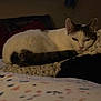 animal, bed, cat, cozy, dim_light, domestic_animal, feline, fur, home, indoor, patterned_bedspread, pet, pillow, quiet, quiet_moment, relaxed, resting, sleeping, tail, white_cat