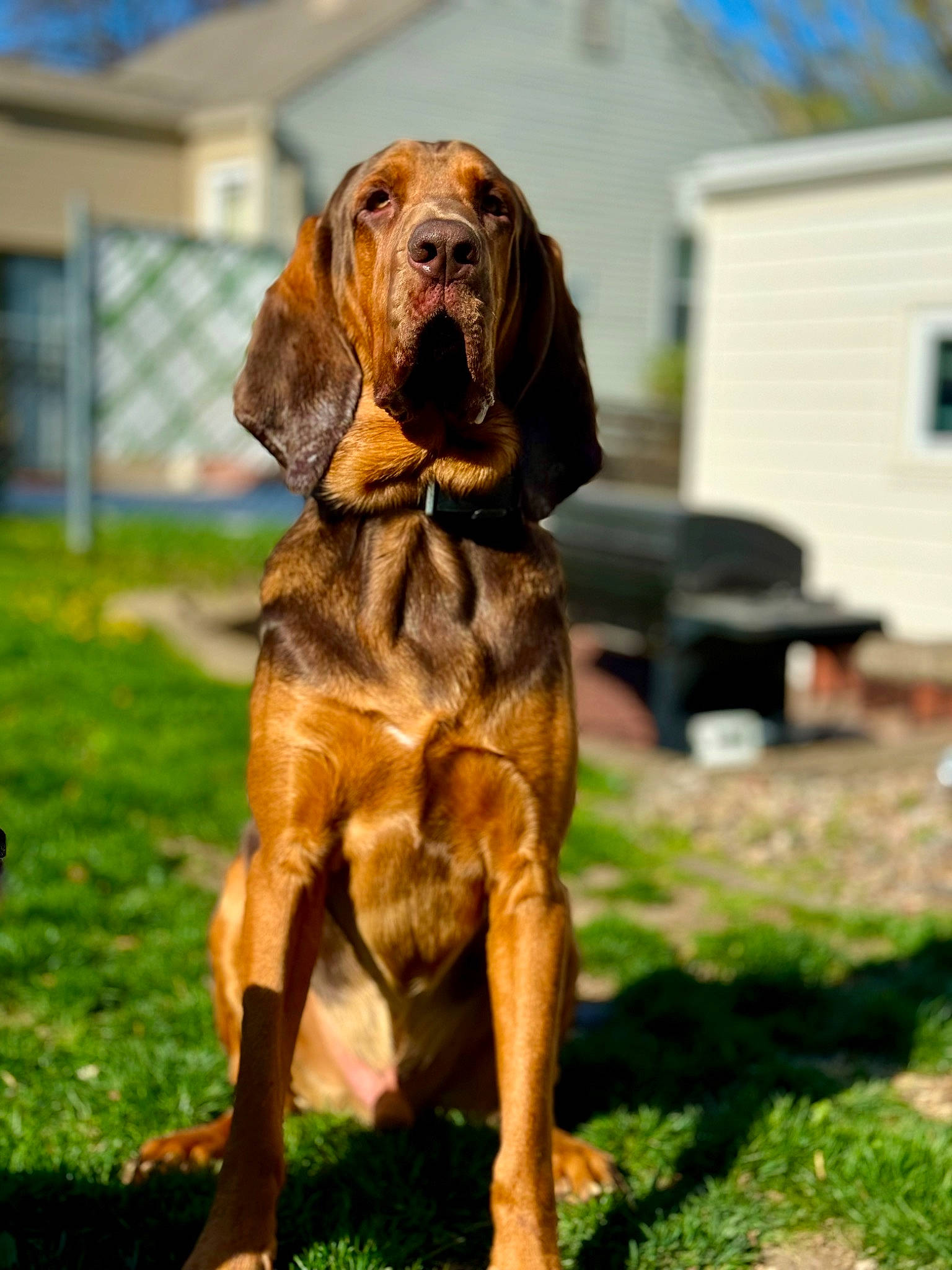 Copper joined the competition — help win amazing prizes! biting, canidae, carnivore, companion_dog, dog, dog_breed, dog_collar, fawn, grass, gun_dog, hound, liver, plant, sky, snout, sporting_group, terrestrial_animal, wildlife, window, working_animal