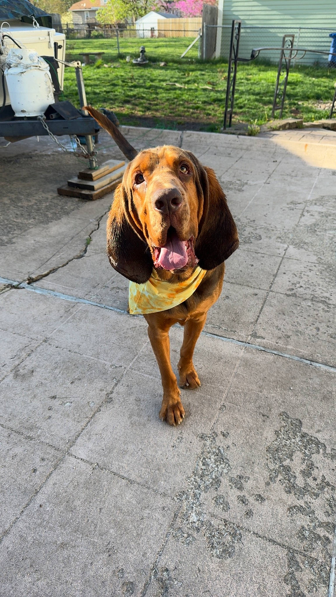 Copper is registered to the contest to win money with this photo: asphalt, carnivore, chair, collar, companion_dog, dog, dog_breed, dog_collar, dog_supply, fawn, hound, leash, liver, pet_supply, plant, road_surface, sidewalk, snout, working_animal, working_dog