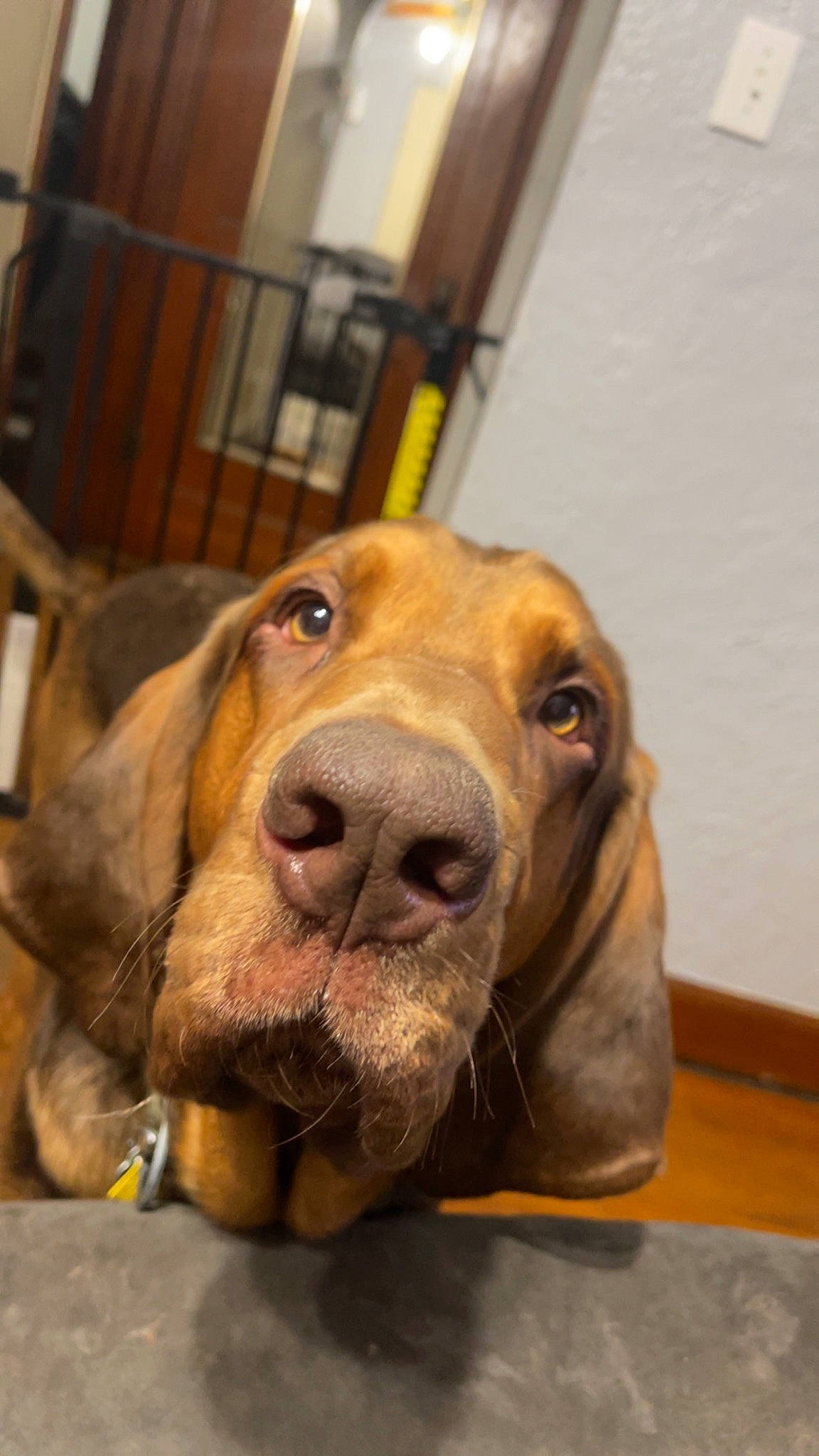 Copper joined the competition — help win amazing prizes! basset_hound, canidae, carnivore, collar, companion_dog, dog, dog_breed, dog_collar, ear, fawn, gun_dog, hound, liver, pet_supply, snout, sporting_group, whiskers, working_animal, working_dog, wrinkle