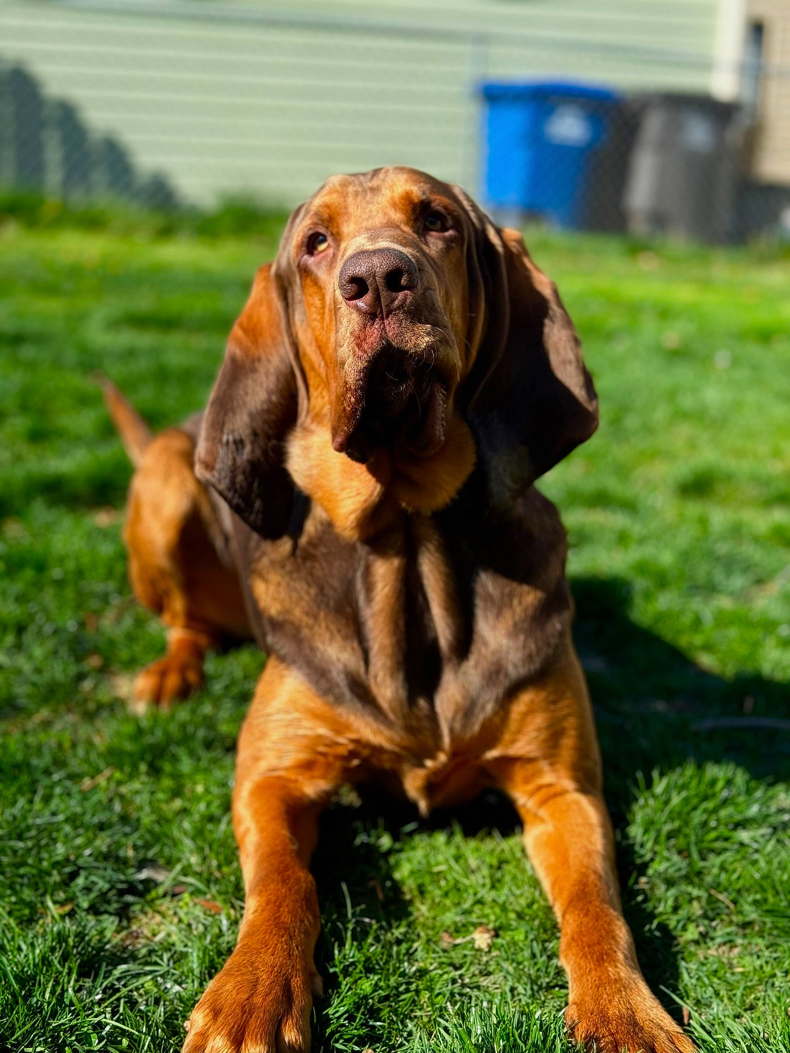 Copper joined the competition — help win amazing prizes! ancient_dog_breeds, bloodhound, canidae, carnivore, companion_dog, dog, dog_breed, fawn, grass, hound, hunting_dog, liver, molosser, plant, sporting_group, terrestrial_animal, working_animal, working_dog