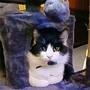 Runt joined the competition — help win amazing prizes! cat, black_and_white, feline, pet, indoor, cozy, furry, cat_house, animal, cute, whiskers, resting, looking, soft, domestic, fur, ears, eyes, paws, curious