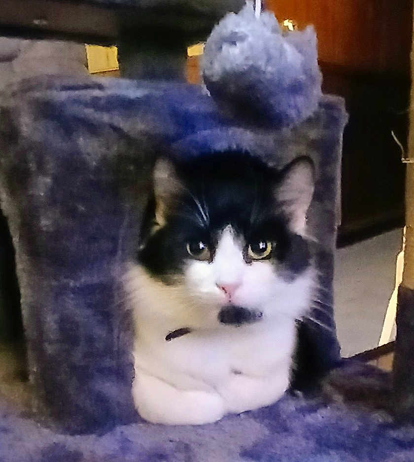 Runt joined the competition — help win amazing prizes! cat, black_and_white, feline, pet, indoor, cozy, furry, cat_house, animal, cute, whiskers, resting, looking, soft, domestic, fur, ears, eyes, paws, curious