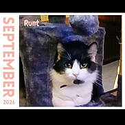 Runt joined the competition — help win amazing prizes! 2026, animal, black_and_white, calendar, cat, cat_tree, cozy, cute, eyes, feline, fur, household, indoor, pet, portrait, resting, runt, september, text_overlay, whiskers