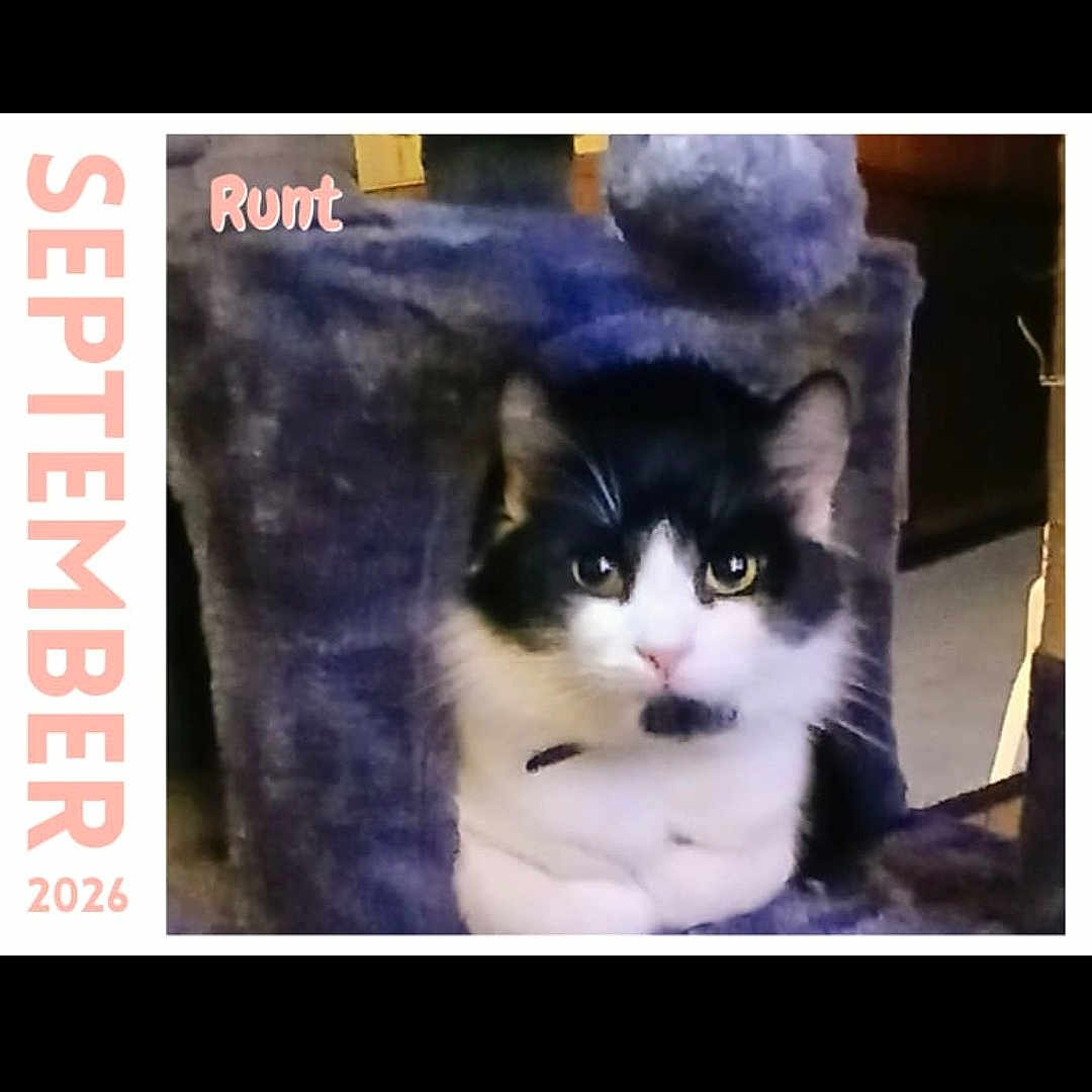 Runt