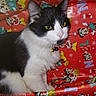 animal, bell, black_and_white, cat, christmas, closeup, collar, cute, domestic_cat, feline, fur, holiday_theme, indoor, mickey_mouse, pet, portrait, red_background, whiskers, wrapping_paper, yellow_eyes