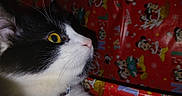 Runt joined the competition — help win amazing prizes! animal, bell, black_and_white, cat, close_up, collar, curious, cute, decor, feline, festive, holiday, indoor, mickey_mouse, pet, profile, red_background, whiskers, wrapping_paper, yellow_eyes