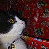 animal, bell, black_and_white, cat, close_up, collar, curious, cute, decor, feline, festive, holiday, indoor, mickey_mouse, pet, profile, red_background, whiskers, wrapping_paper, yellow_eyes