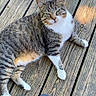 cat, tabby_cat, white_chest, pet, animal, wooden_deck, outdoor, sunlight, relaxed, lying_down, sitting, green_eyes, whiskers, striped_fur, paws, portrait, close_up, human_foot, casual_clothing, natural_light