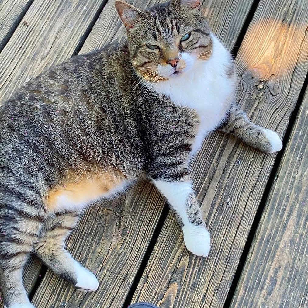 Pepper is registered to the contest to win money with this photo: cat, tabby_cat, white_chest, pet, animal, wooden_deck, outdoor, sunlight, relaxed, lying_down, sitting, green_eyes, whiskers, striped_fur, paws, portrait, close_up, human_foot, casual_clothing, natural_light