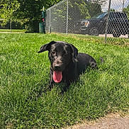 Miss Annie joined the competition — help win amazing prizes! dog, black_dog, grass, outdoor, sunny, tongue_out, pet, animal, fence, greenery, playful, canine, nature, daylight, park, resting, happy, mammal, summer, cute