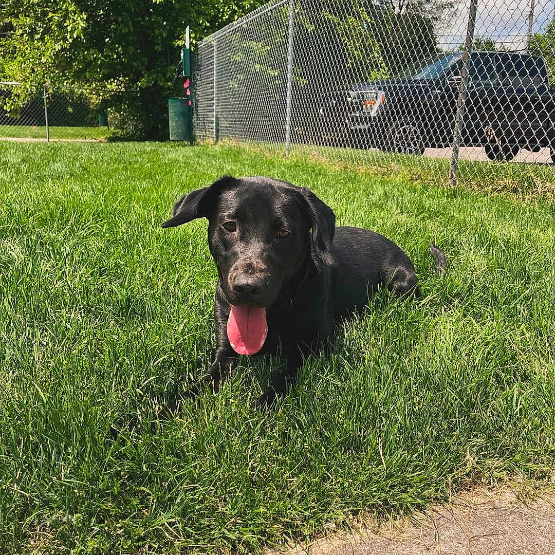 Miss Annie joined the competition — help win amazing prizes! animal, black_dog, canine, cute, daylight, dog, fence, grass, greenery, happy, mammal, nature, outdoor, park, pet, playful, resting, summer, sunny, tongue_out