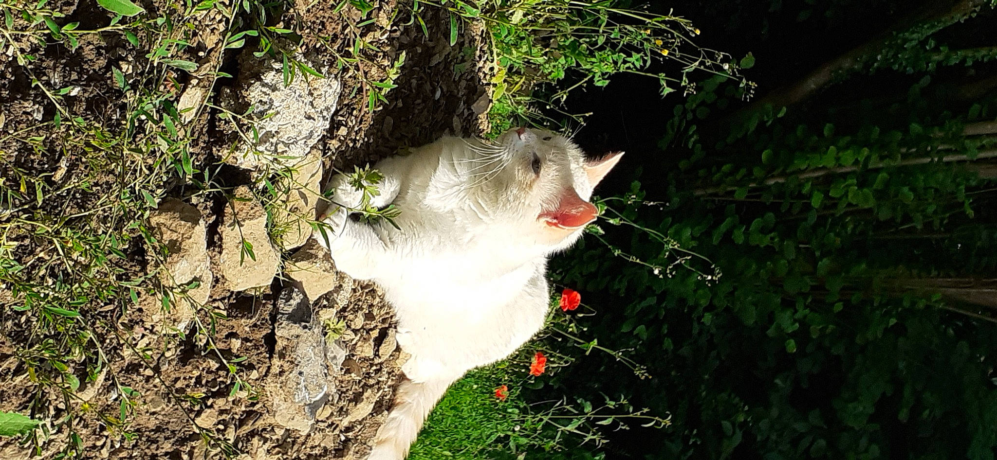 Dobby a rejoint le concours — aidez-le/la à gagner de superbes lots ! botany, cat, flower, flowering_plant, forest, grass, jungle, petal, plant, rock, shrub, spring, tail, terrestrial_plant, tree, trunk, twig, vegetation, wildflower, wood