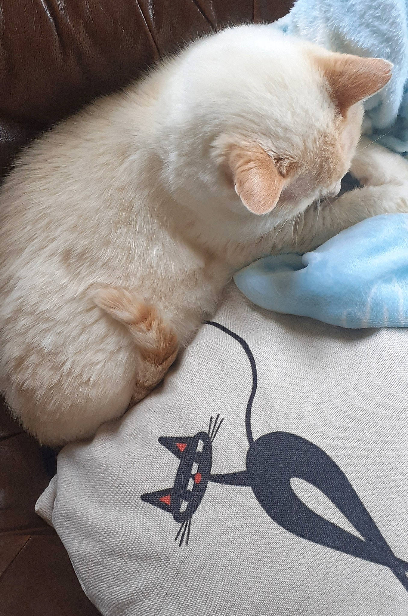 Dobby a rejoint le concours — aidez-le/la à gagner de superbes lots ! arthropod, carmine, carnivore, cat, claw, comfort, domestic_short_haired_cat, fashion_accessory, fawn, felidae, fur, grey, insect, linens, paw, pest, small_to_medium_sized_cats, snout, tail, whiskers