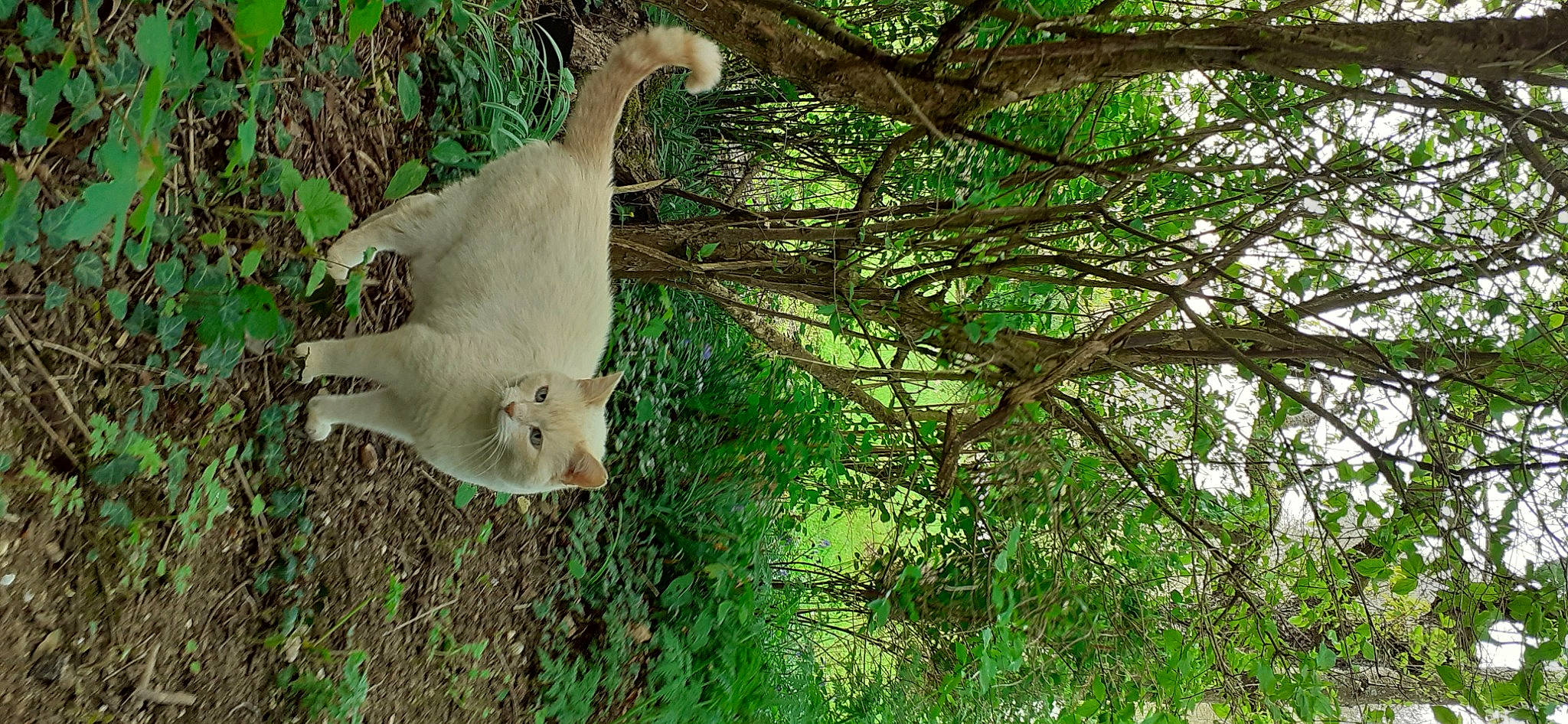 Dobby a rejoint le concours — aidez-le/la à gagner de superbes lots ! beak, bone, canidae, carnivore, cockatoo, fawn, felidae, forest, grass, plant, small_to_medium_sized_cats, snout, sporting_group, tail, terrestrial_animal, terrestrial_plant, tree, trunk, twig, wood