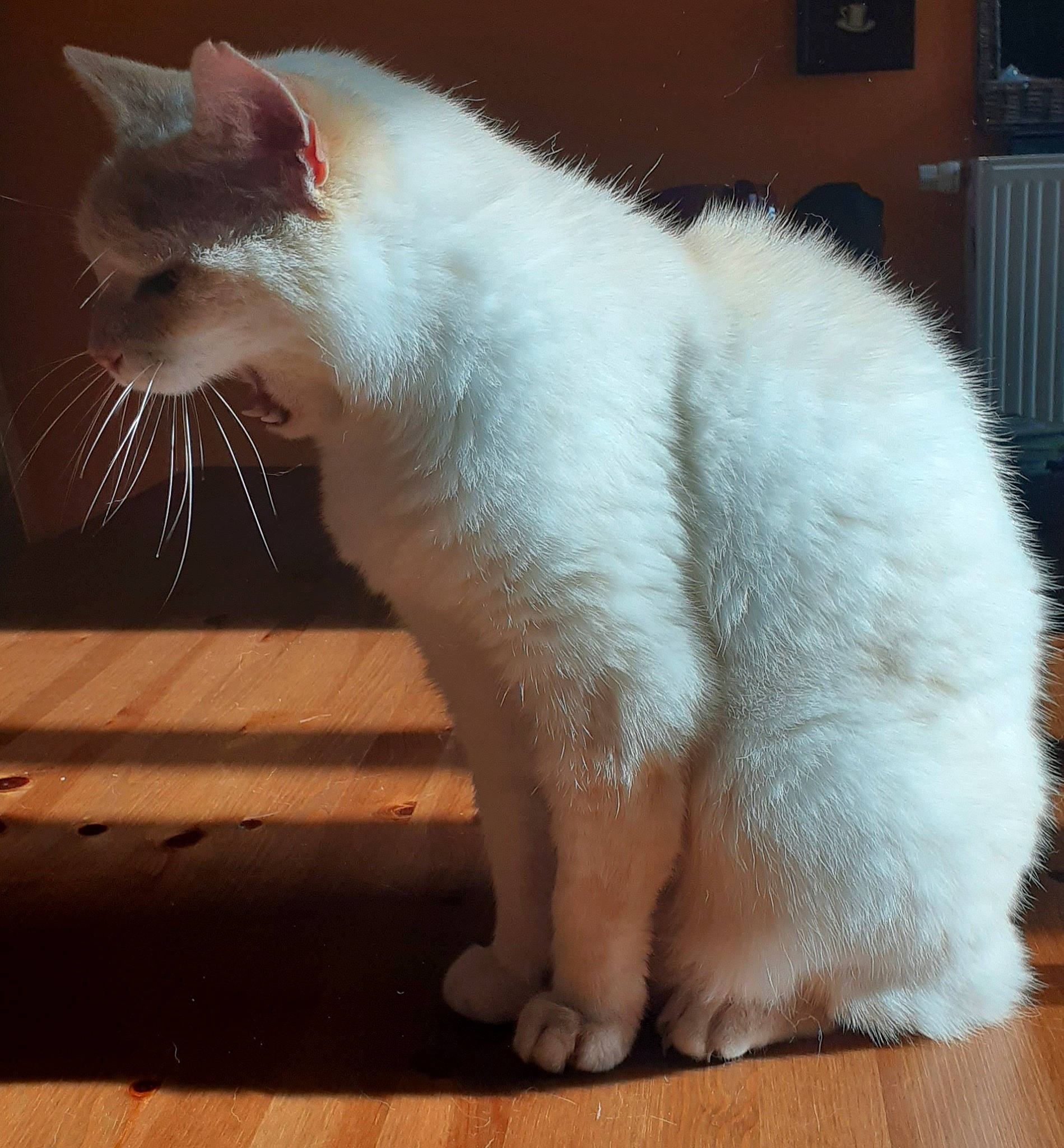 Dobby participe au concours pour gagner de l'argent avec cette photo : carnivore, cat, claw, comfort, domestic_short_haired_cat, fawn, felidae, flooring, foot, fur, hardwood, paw, small_to_medium_sized_cats, tail, terrestrial_animal, whiskers, window, wood, wood_flooring