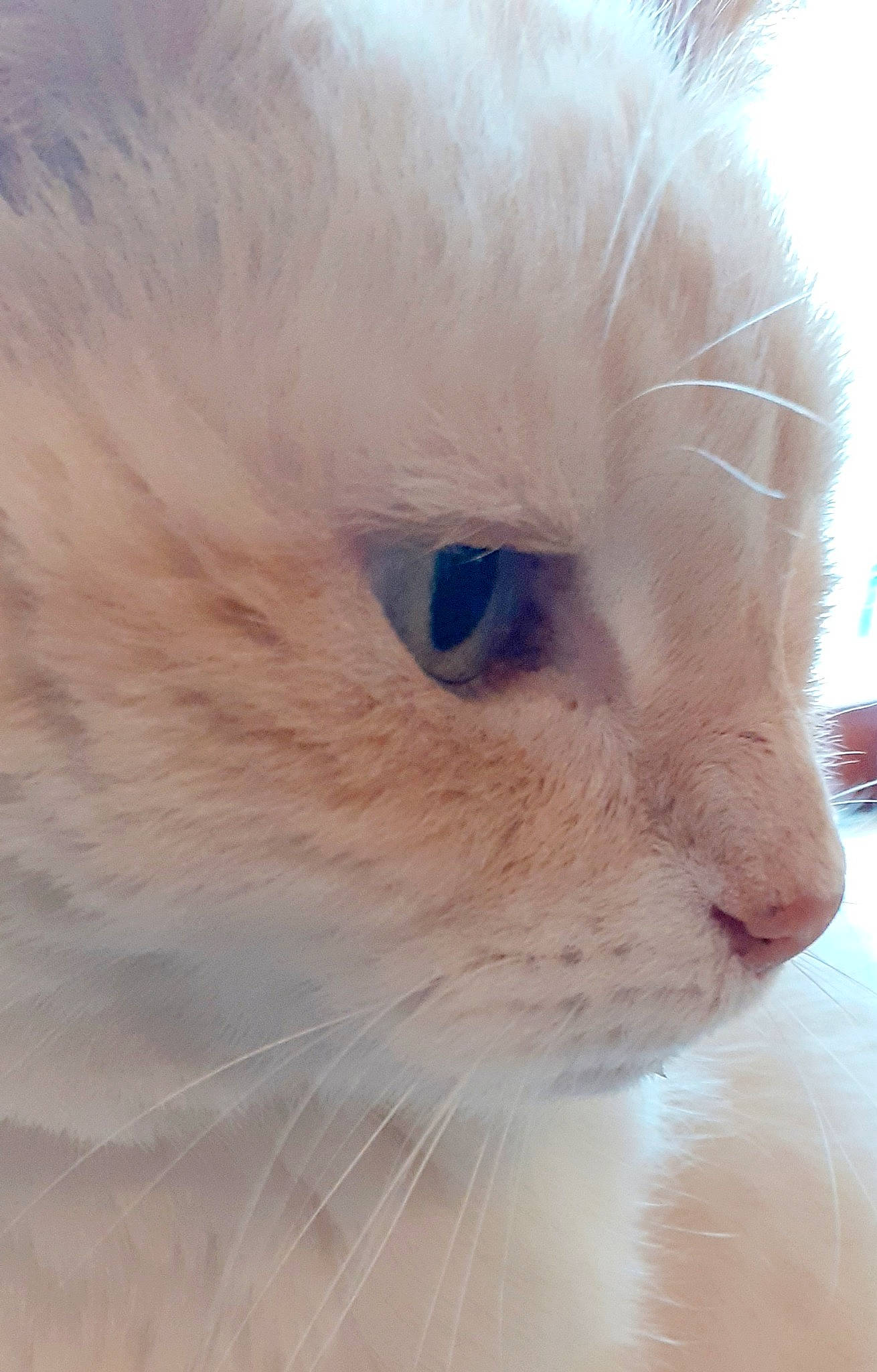 Dobby a rejoint le concours — aidez-le/la à gagner de superbes lots ! carnivore, cat, domestic_short_haired_cat, felidae, fur, ragdoll, small_to_medium_sized_cats, snout, terrestrial_animal, whiskers, window