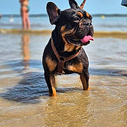 Guizmo participe au concours pour gagner de l'argent avec cette photo : dog, french_bulldog, water, beach, shallow_water, leash, tongue_out, sunny, daytime, pet, animal, outdoor, summer, canine, mammal, black_and_tan, happy, standing, ears_up, blurred_background