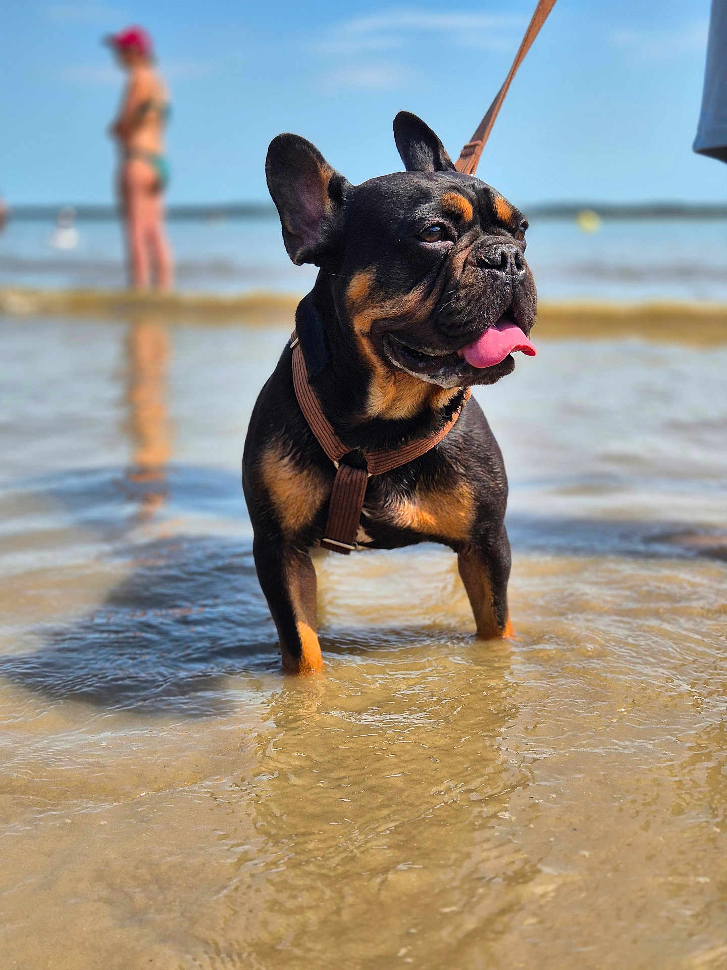 Guizmo participe au concours pour gagner de l'argent avec cette photo : dog, french_bulldog, water, beach, shallow_water, leash, tongue_out, sunny, daytime, pet, animal, outdoor, summer, canine, mammal, black_and_tan, happy, standing, ears_up, blurred_background