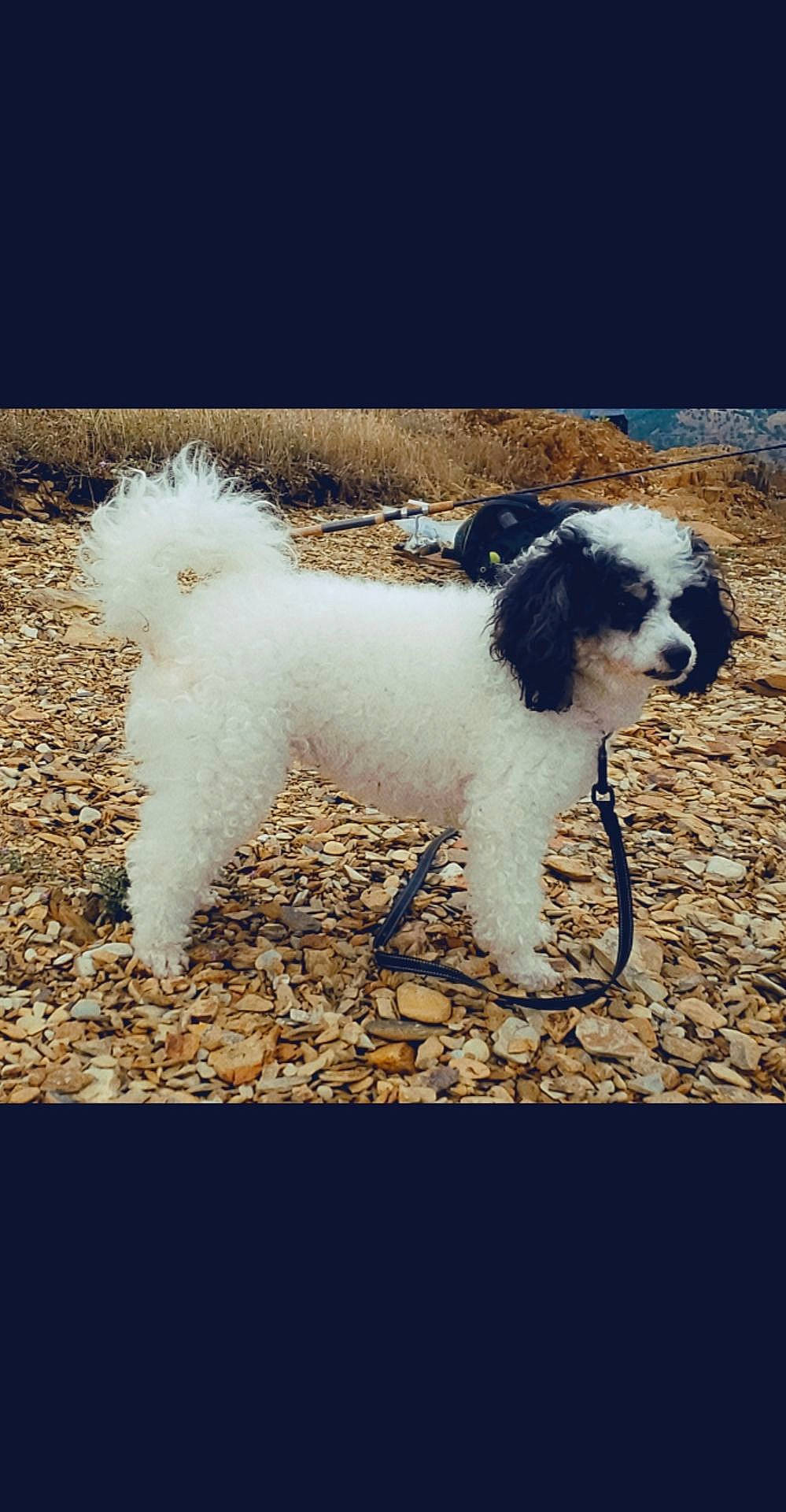 Lulabelle joined the competition — help win amazing prizes! bichon_frise, bolognese, canidae, carnivore, companion_dog, dog, dog_breed, havanese, kyi_leo, mammal, miniature_poodle, poodle, poodle_crossbreed, puppy, rare_breed_dog, shih_tzu, sporting_group, tibetan_terrier, toy_poodle, vertebrate