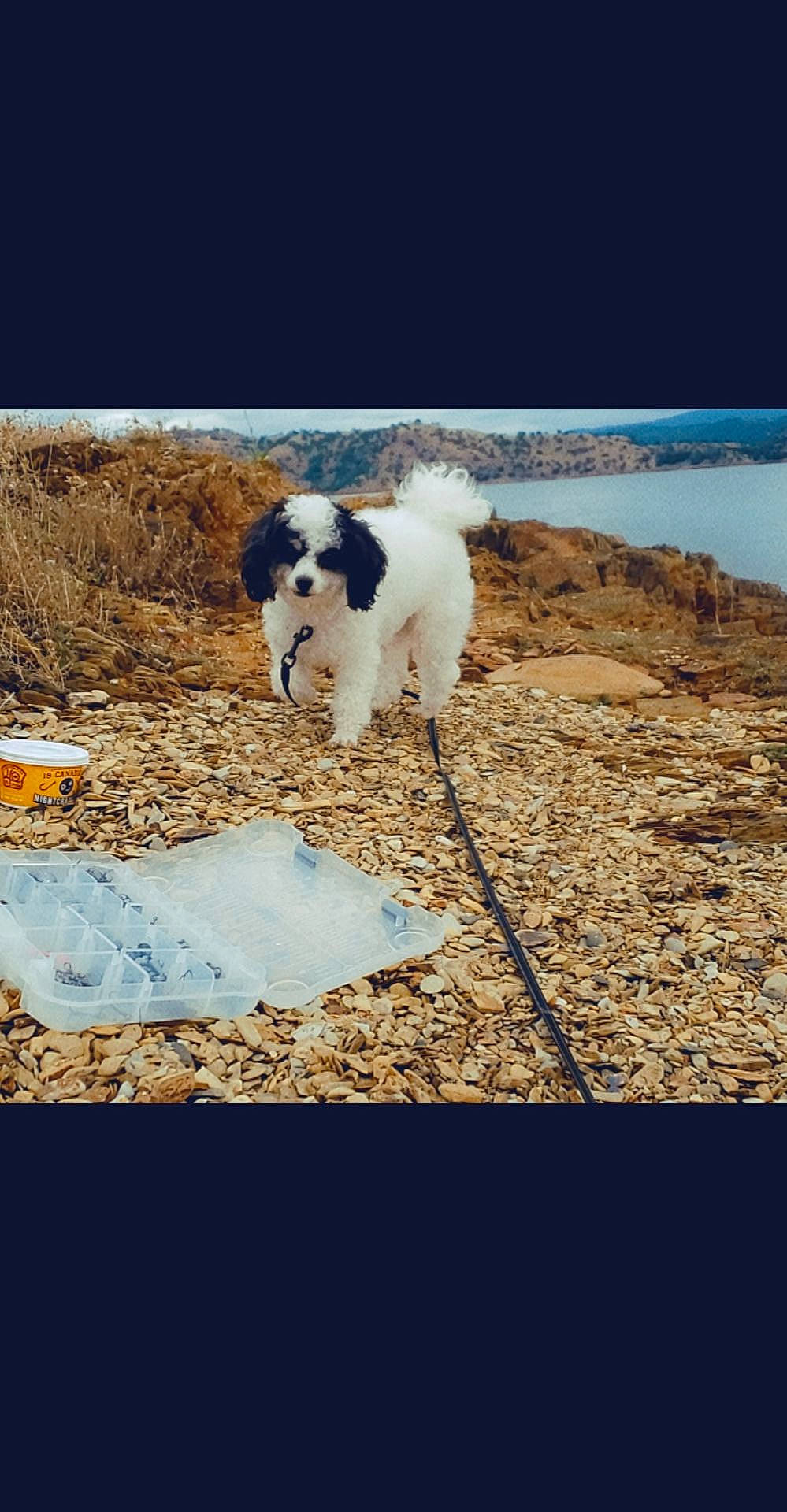 Lulabelle joined the competition — help win amazing prizes! australian_shepherd, beach, canidae, carnivore, companion_dog, dog, dog_breed, havanese, morkie, puppy, sea, shih_tzu, sky, toy_dog